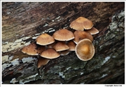 Psathyrella pygmaea